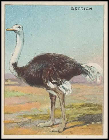 56 Ostrich